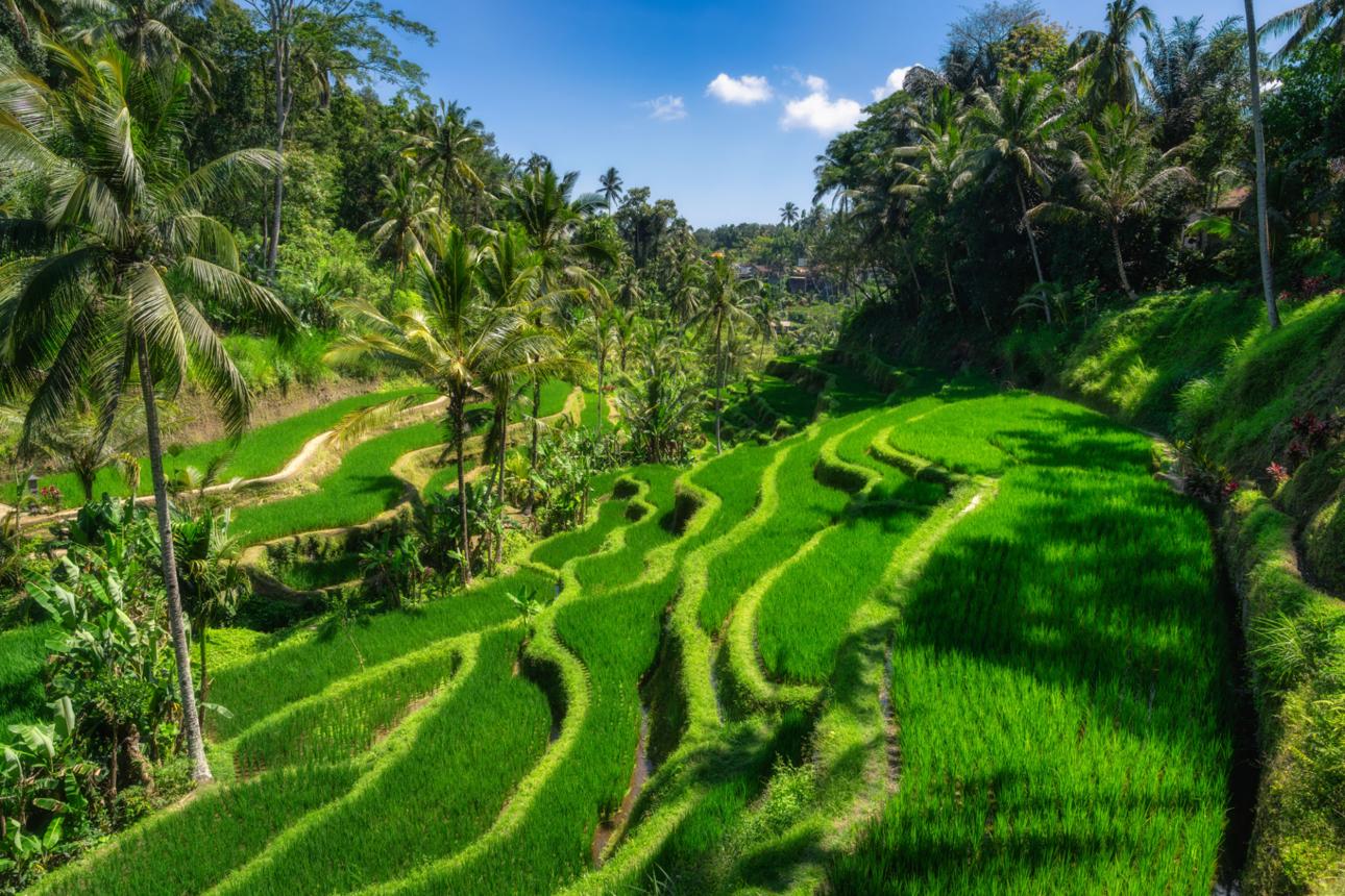 Terraced green rice fields in Bali
